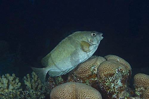 Dunkler Kaninchenfisch
