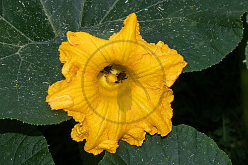 Kürbis