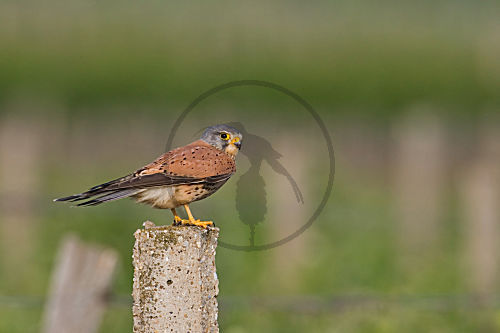Turmfalke