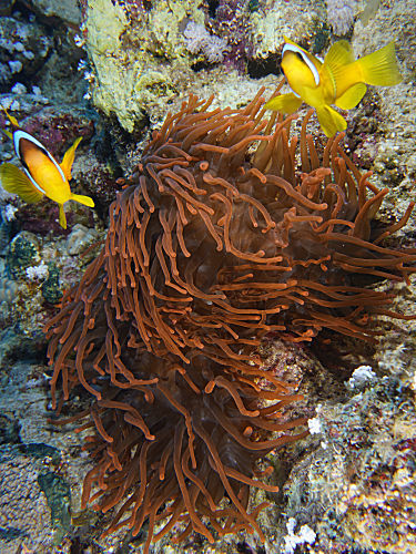Blasenanemone fluoreszierend