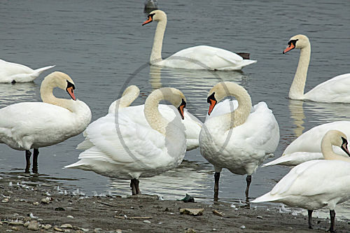 Höckerschwan