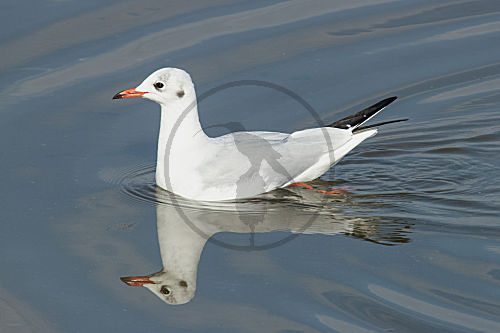 Lachmöwe