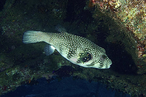 Weißflecken-Kugelfisch