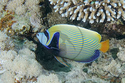 Imperator-Kaiserfisch