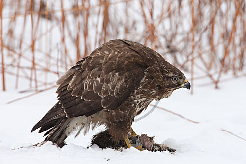 Mäusebussard