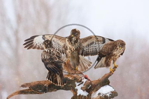 Mäusebussard