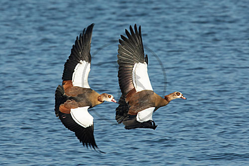 Nilgans