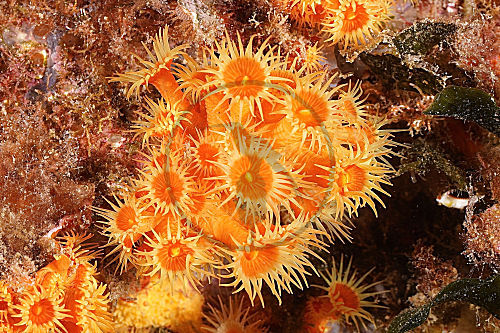 Gelbe Krustenanemone