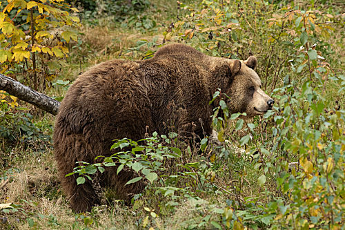 Braunbär