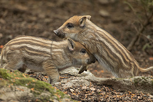 Wildschwein