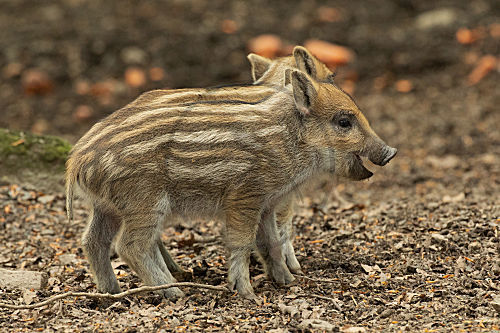 Wildschwein
