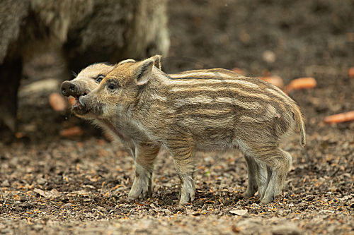 Wildschwein