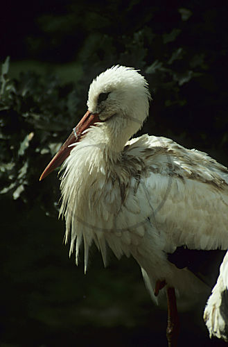 Weißstorch