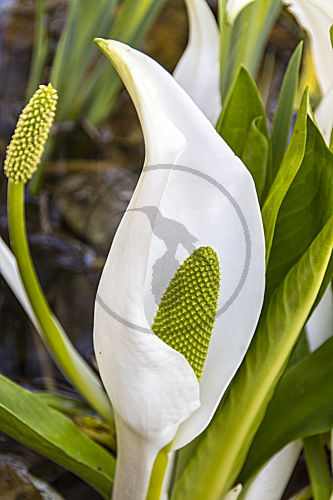 lysichiton camtschatcensis SCHEINCALLA