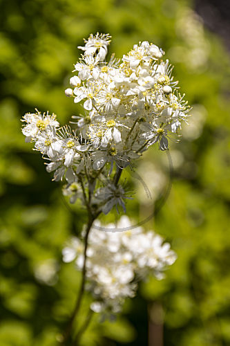 filipendula ulmaria ECHTES MAEDESUESS MEADOWSWEET