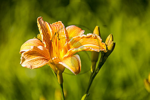 hemerocallis TAGLILIE DAYLILY
