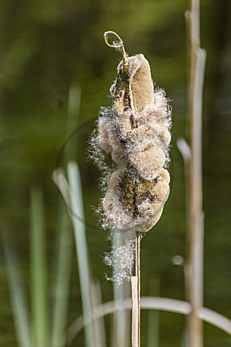 typha latifolia BREITBLAETTRIGER ROHRKOLBEN