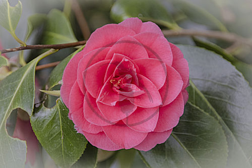 camellia KAMELIE CAMELLIA
