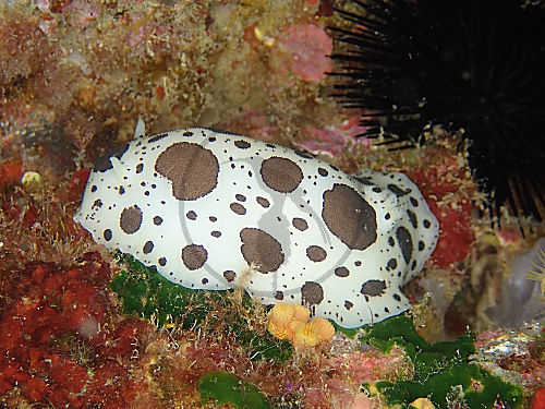Leopardenschnecke