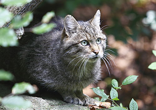 Wildkatze
