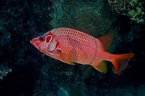 Großdorn-Husarenfisch