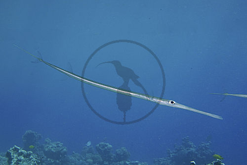 Glatter Flötenfisch