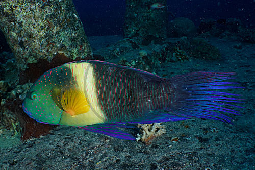 Besenschwanz-Lippfisch