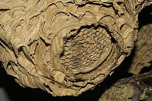 Hornissen-Nest