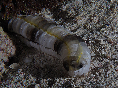 Gefleckte Wurmseegurke