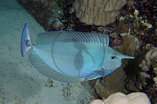 Langnasen-Nasendoktorfisch