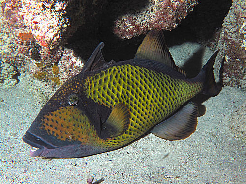 Riesen-Drückerfisch