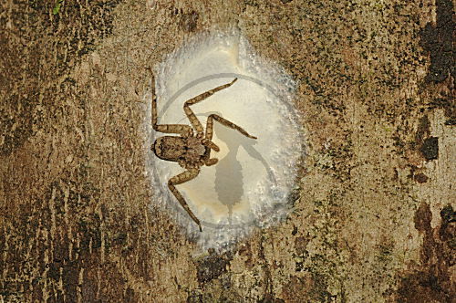 tropische, vierbeinige Krabbenspinne mit Eiern