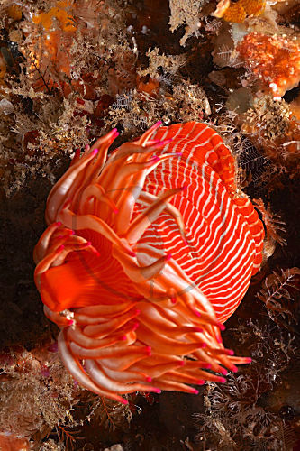 Rot-weisse Anemone