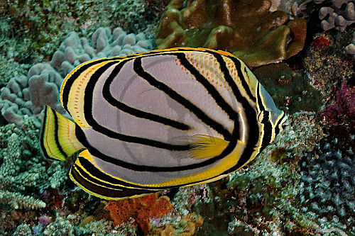 Gebänderter Falterfisch