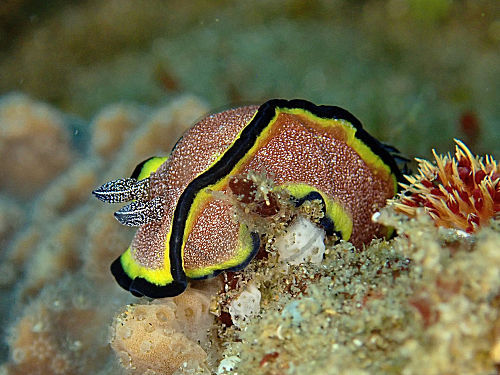 Rotbraune Glossodoris