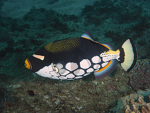 Leopard-Drückerfisch