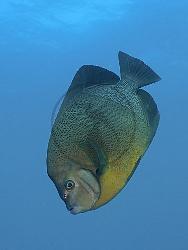 Trapez-Kaiserfisch