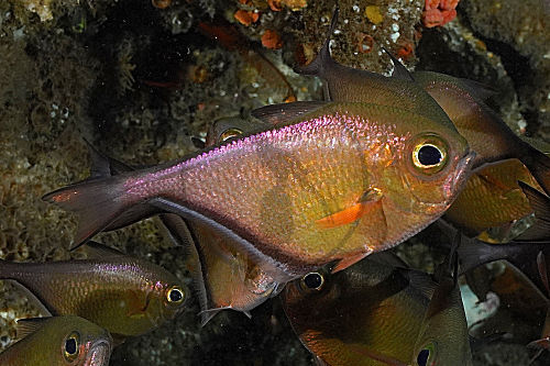 Schwenks Beilbauchfisch