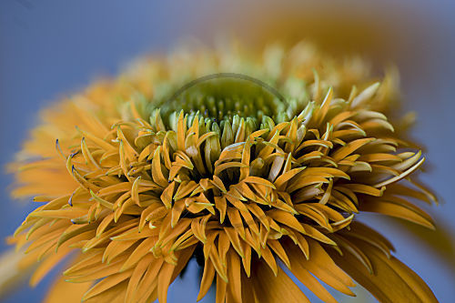 Echinacea purpurea, gefüllte Gartenform, Igelkopf