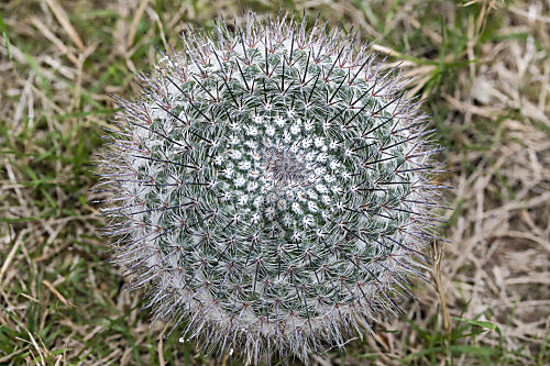 Mammillaria sp. aus Mexiko