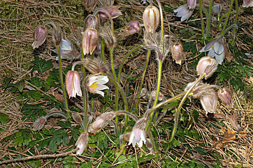 Frühlingsküchenschelle