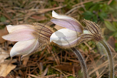 Frühlingsküchenschelle