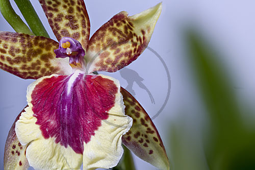 Cambria, Orchideenhybride