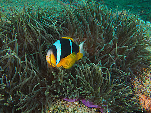Allards Anemonenfisch