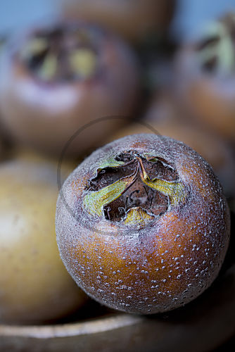 Mispeln, reife Früchte, Mespilus germanica