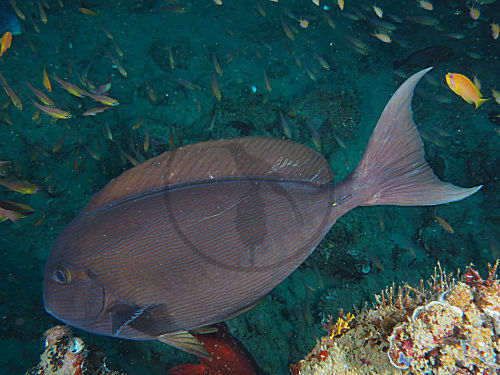 Augenfleck-Doktorfisch