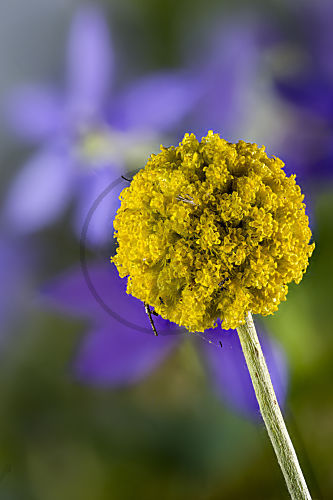 Craspedia globosa, Pycnosaurus globosus, Blütenstand, Asteraceae, australische Glockenblume im Hintergrund