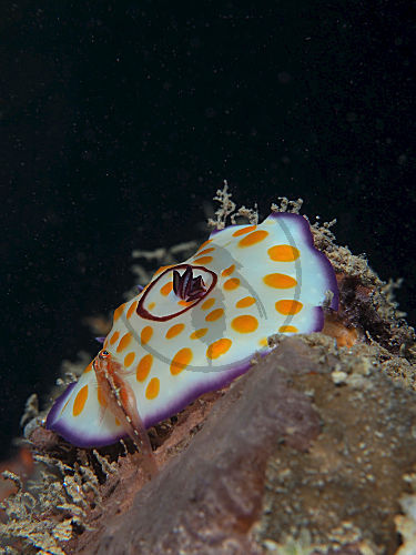 Ringel-Sternschnecke