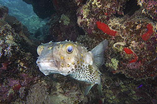 Gelbflecken-Igelfisch