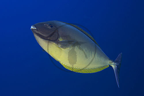 Blauklingen-Nasendoktorfisch
